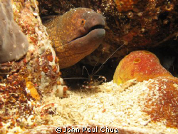 Marine Life - Moray Eel surrounded with shrimps. Photo ta... by John Paul Chua 